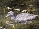 Freckled Duck (WWT Slimbridge May 2016) - pic by Nigel Key