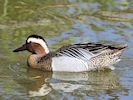 Garganey (WWT Slimbridge 04/05/16) ©Nigel Key