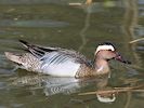 Garganey (WWT Slimbridge 04/05/16) ©Nigel Key