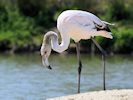 Greater Flamingo (WWT Slimbridge May 2016) - pic by Nigel Key