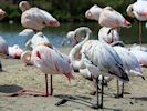 Greater Flamingo (WWT Slimbridge May 2016) - pic by Nigel Key