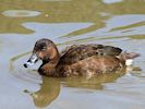 Hardhead (WWT Slimbridge 04/05/16) ©Nigel Key