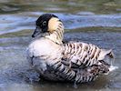 Hawaiian Goose (WWT Slimbridge 04/05/16) ©Nigel Key