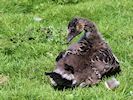 Hawaiian Goose (WWT Slimbridge 04/05/16) ©Nigel Key