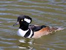 Hooded Merganser (WWT Slimbridge May 2016) - pic by Nigel Key