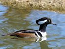 Hooded Merganser (WWT Slimbridge 04/05/16) ©Nigel Key