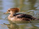 Hooded Merganser (WWT Slimbridge 04/05/16) ©Nigel Key