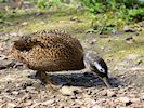 Laysan Duck (WWT Slimbridge May 2016) - pic by Nigel Key