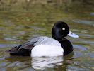 Lesser Scaup (WWT Slimbridge 04/05/16) ©Nigel Key