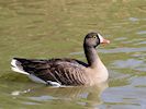 Lesser White-Fronted Goose (WWT Slimbridge 04/05/16) ©Nigel Key