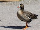 Lesser White-Fronted Goose (WWT Slimbridge 04/05/16) ©Nigel Key