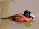 Maccoa (WWT Slimbridge May 2016) - pic by Nigel Key