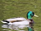 Mallard (WWT Slimbridge 04/05/16) ©Nigel Key