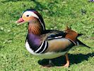 Mandarin Duck (WWT Slimbridge May 2016) - pic by Nigel Key