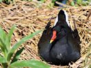 Moorhen (WWT Slimbridge 04/05/16) ©Nigel Key