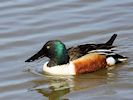 Northern Shoveler (WWT Slimbridge 04/05/16) ©Nigel Key