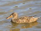 Northern Shoveler (WWT Slimbridge May 2016) - pic by Nigel Key