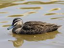 Pacific Black Duck (WWT Slimbridge 04/05/16) ©Nigel Key