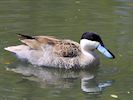 Puna Teal (WWT Slimbridge 04/05/16) ©Nigel Key