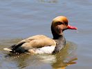 Red-Crested Pochard (WWT Slimbridge 04/05/16) ©Nigel Key