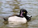 Ring-Necked Duck (WWT Slimbridge 04/05/16) ©Nigel Key