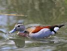 Ringed Teal (WWT Slimbridge 04/05/16) ©Nigel Key