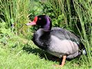 Rosybill (WWT Slimbridge May 2016) - pic by Nigel Key