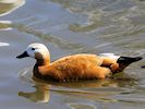 Ruddy Shelduck (WWT Slimbridge 04/05/16) ©Nigel Key