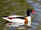 Shelduck (WWT Slimbridge 04/05/16) ©Nigel Key