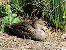 South Georgian Pintail (WWT Slimbridge May 2016) - pic by Nigel Key