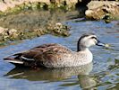 Chinese Spot-Billed Duck (WWT Slimbridge May 2016) - pic by Nigel Key