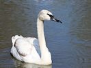 Trumpeter Swan (WWT Slimbridge 04/05/16) ©Nigel Key