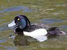 Tufted Duck (WWT Slimbridge 04/05/16) ©Nigel Key