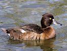 Tufted Duck (WWT Slimbridge 04/05/16) ©Nigel Key