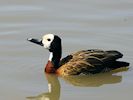 White-Faced Whistling Duck (WWT Slimbridge 04/05/16) ©Nigel Key