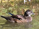 American Wood Duck (WWT Slimbridge 05/10/16) ©Nigel Key