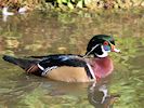 American Wood Duck (WWT Slimbridge October 2016) - pic by Nigel Key