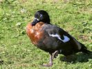 Australian Shelduck (WWT Slimbridge 05/10/16) ©Nigel Key