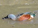 Australian Shoveler (WWT Slimbridge October 2016) - pic by Nigel Key