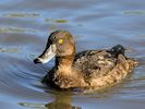 Baer's Pochard (WWT Slimbridge 05/10/16) ©Nigel Key