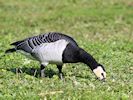 Barnacle Goose (WWT Slimbridge October 2016) - pic by Nigel Key