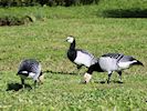 Barnacle Goose (WWT Slimbridge October 2016) - pic by Nigel Key