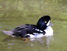 Barrow's Goldeneye (WWT Slimbridge 05/10/16) ©Nigel Key