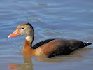 Black-Bellied Whistling Duck (WWT Slimbridge October 2016) - pic by Nigel Key