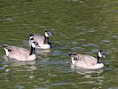 Canada Goose (WWT Slimbridge October 2016) - pic by Nigel Key