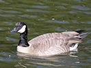 Canada Goose (WWT Slimbridge October 2016) - pic by Nigel Key