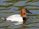 Canvasback (WWT Slimbridge 05/10/16) ©Nigel Key