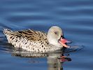 Cape Teal (WWT Slimbridge 05/10/16) ©Nigel Key