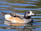 Chiloe Wigeon (WWT Slimbridge 05/10/16) ©Nigel Key