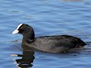 Coot (WWT Slimbridge 05/10/16) ©Nigel Key